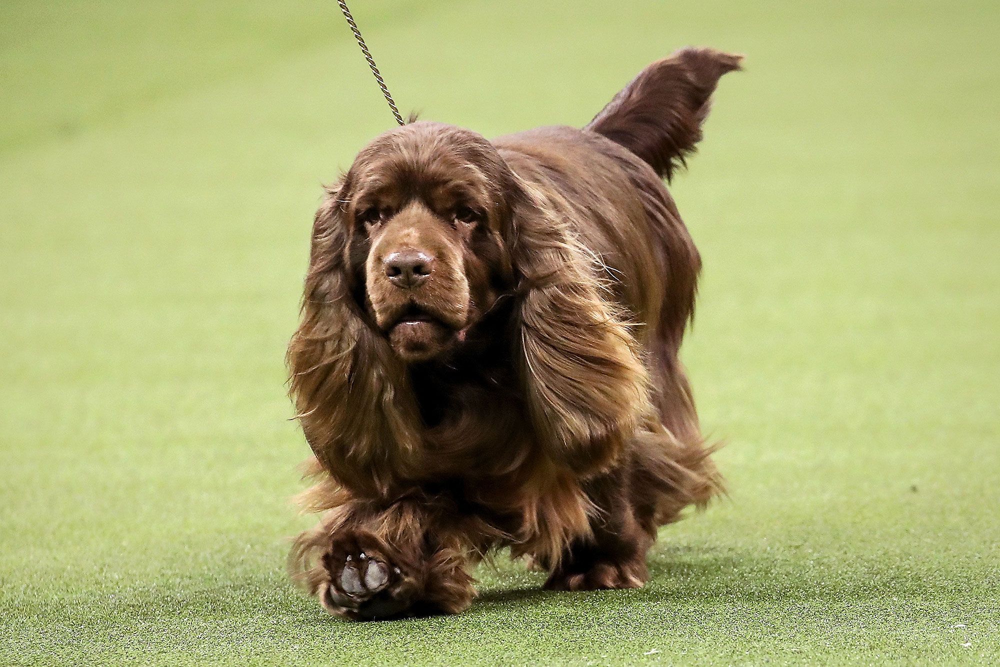 Sussex Spaniel