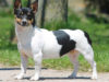 Teddy Roosevelt Terrier
