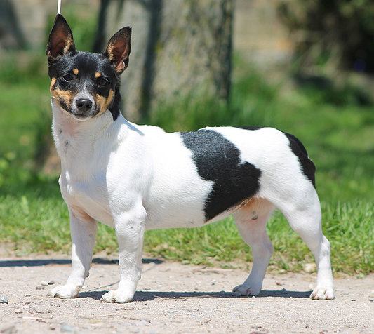 teddy roosevelt terrier