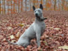 Thai Ridgeback Dog Breed