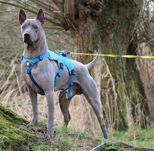 silver ridgeback