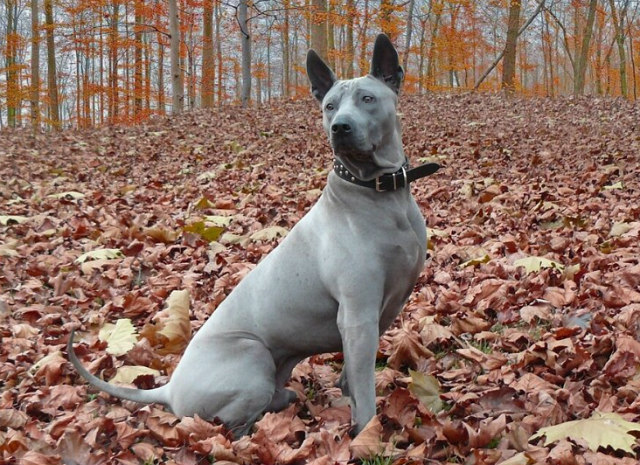 thai ridgeback dog