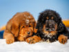 Tibetan Mastiff