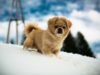 Tibetan Spaniel