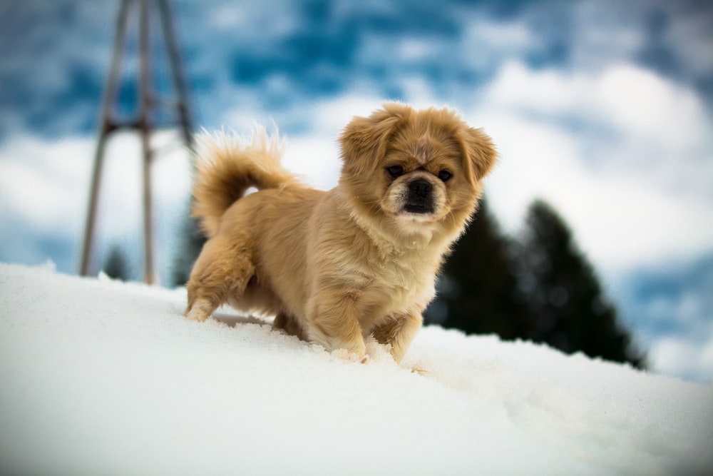 Tibetan Spaniel