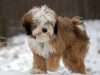 Tibetan Terrier
