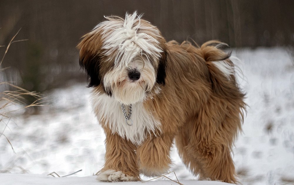 buy tibetan terrier