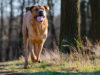 Tosa Dog Breed