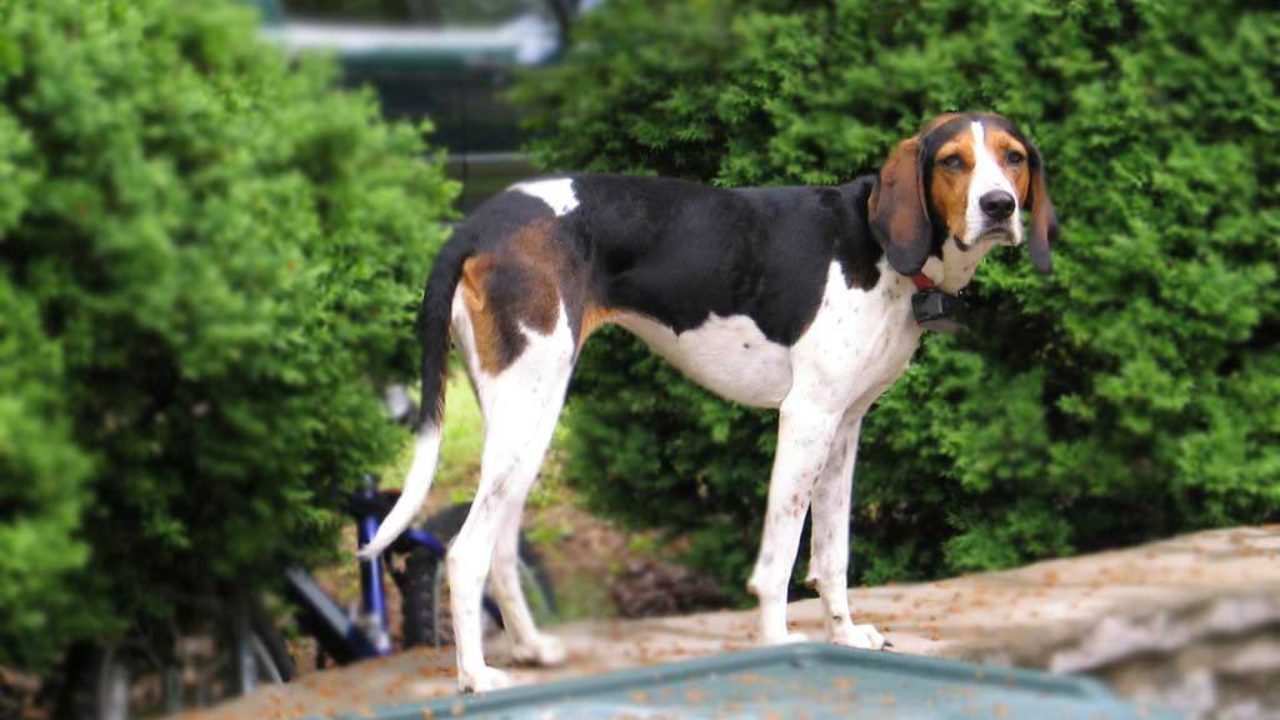 english walker hound