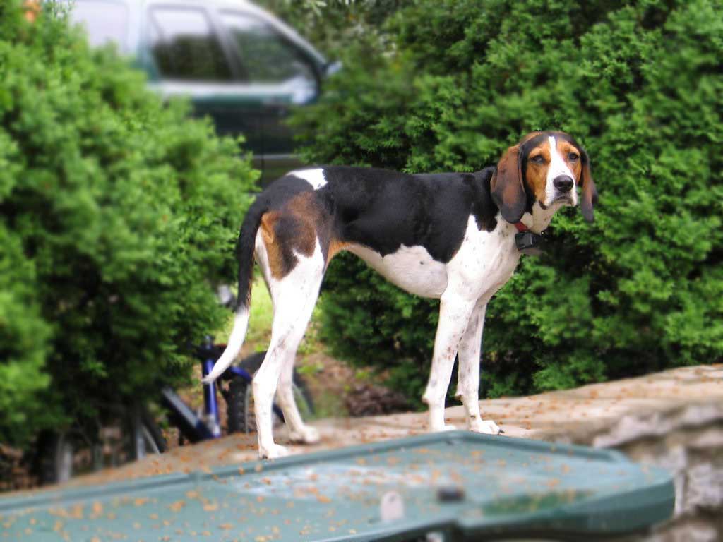 Treeing Walker Coonhound