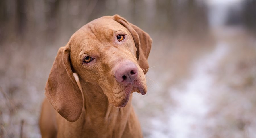 Vizsla Dog Breed