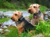 Welsh Terrier
