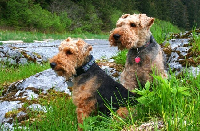 Welsh Terrier