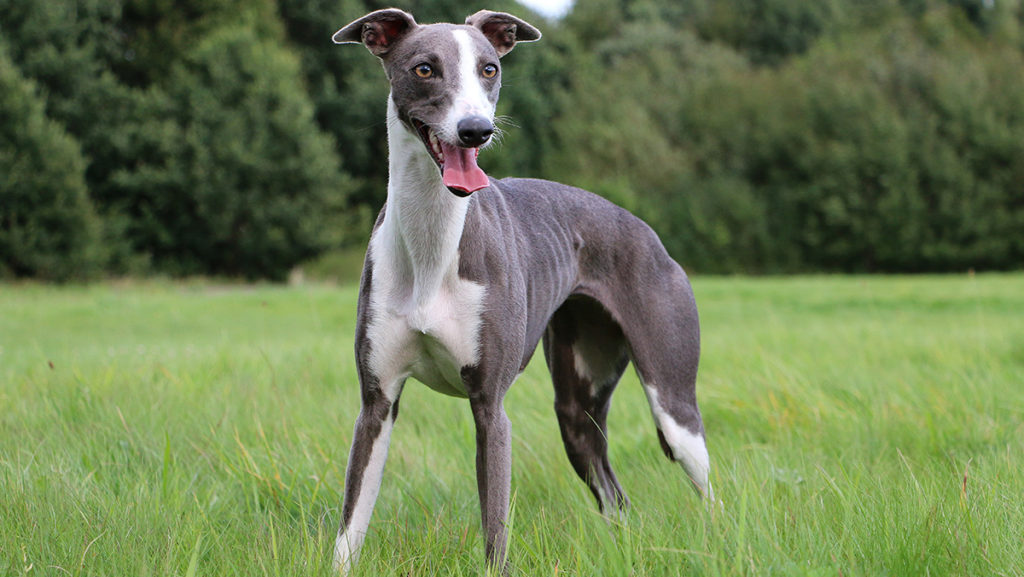 Whippet Large Wall Clock Dog Breed Origins Animal Facts 
