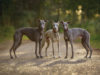 Whippet Dog Breed
