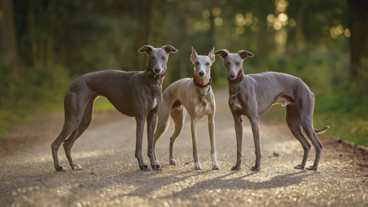 whippet rabbit hunting