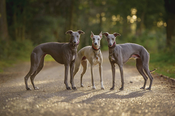 a dog breed called whippet