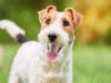 Wire Fox Terrier