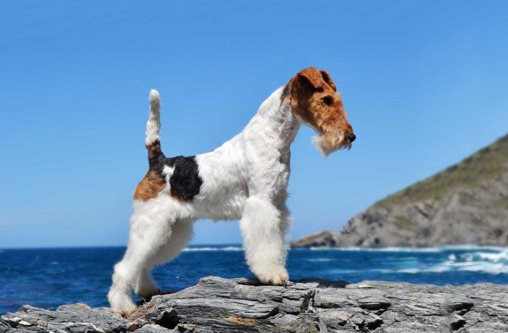 Wire Fox Terrier Native Breed Org