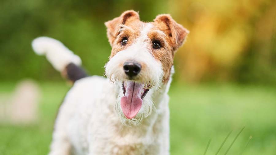 Wire Fox Terrier