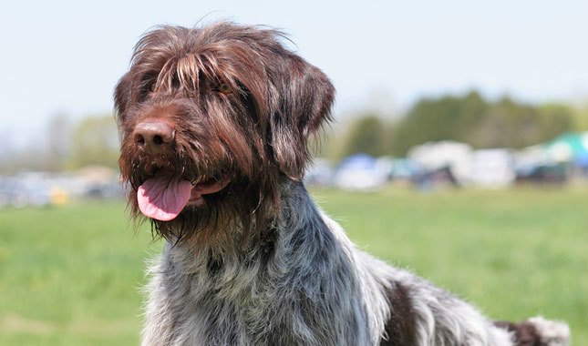 Wirehaired Pointing Griffon