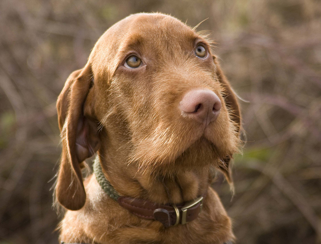 Wirehaired Vizsla