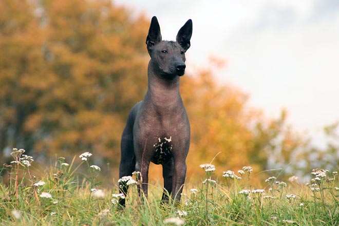 Xoloitzcuintli Dog Breed