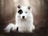 Yakutian Laika