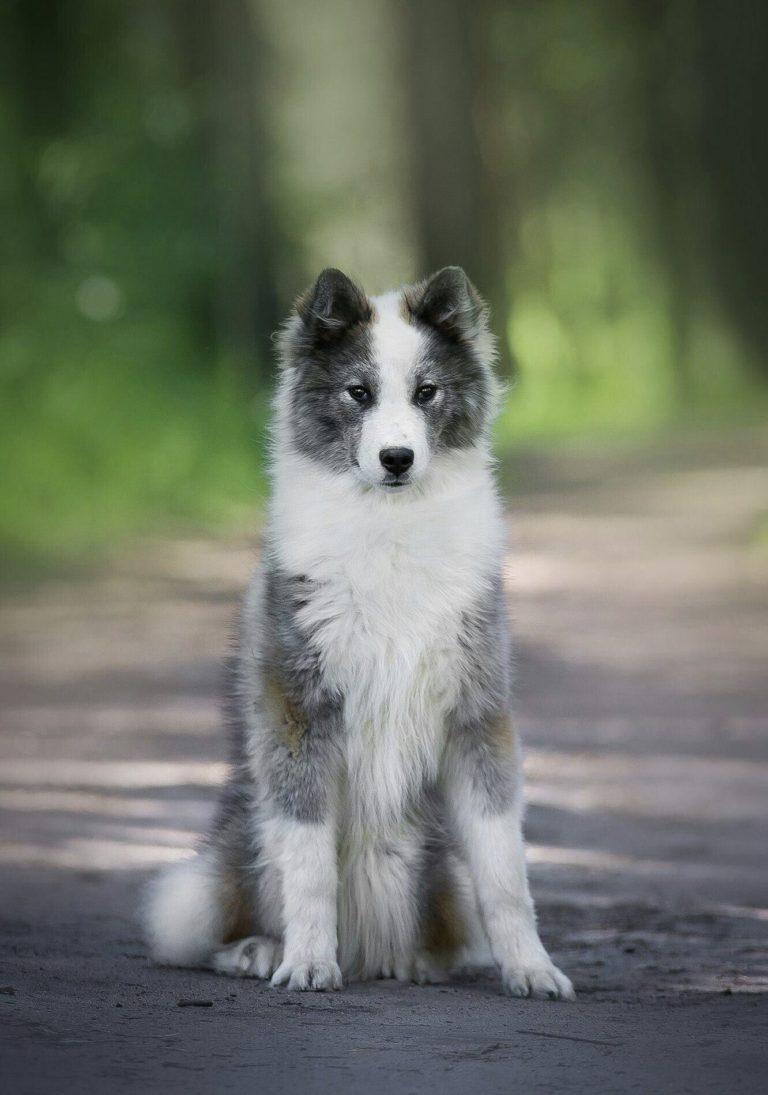 Yakutian Laika | Native Breed.org