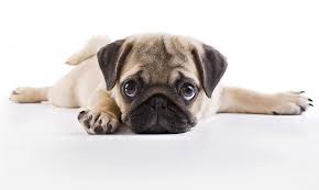 Pug Dog Breed