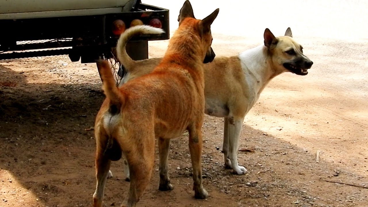 Indian pariah dog | Native Breed.org