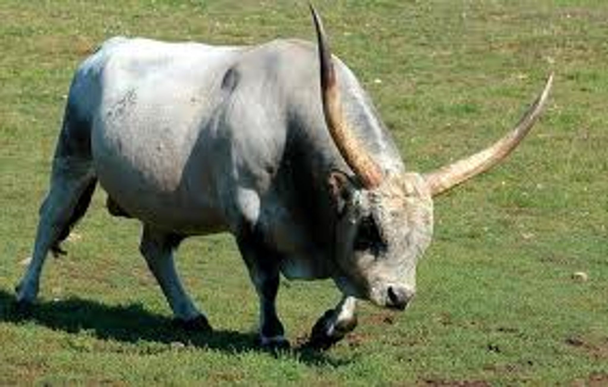 wild republic cow