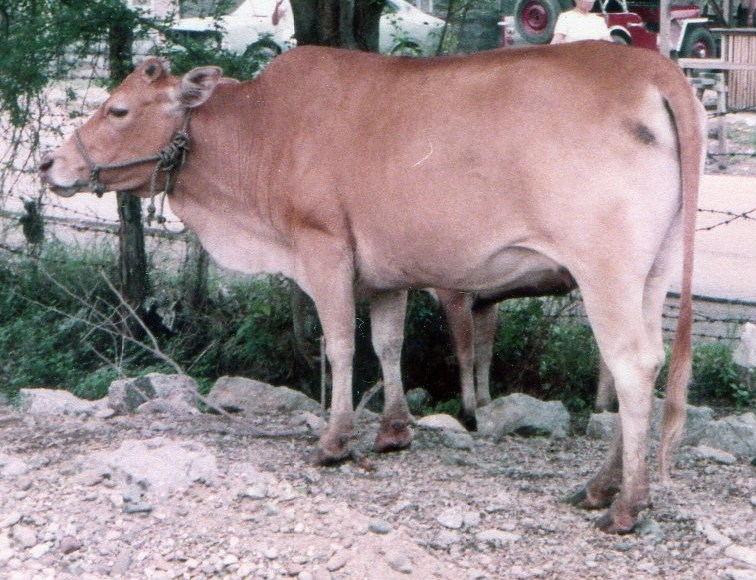 Philippine Native Cattle Breed