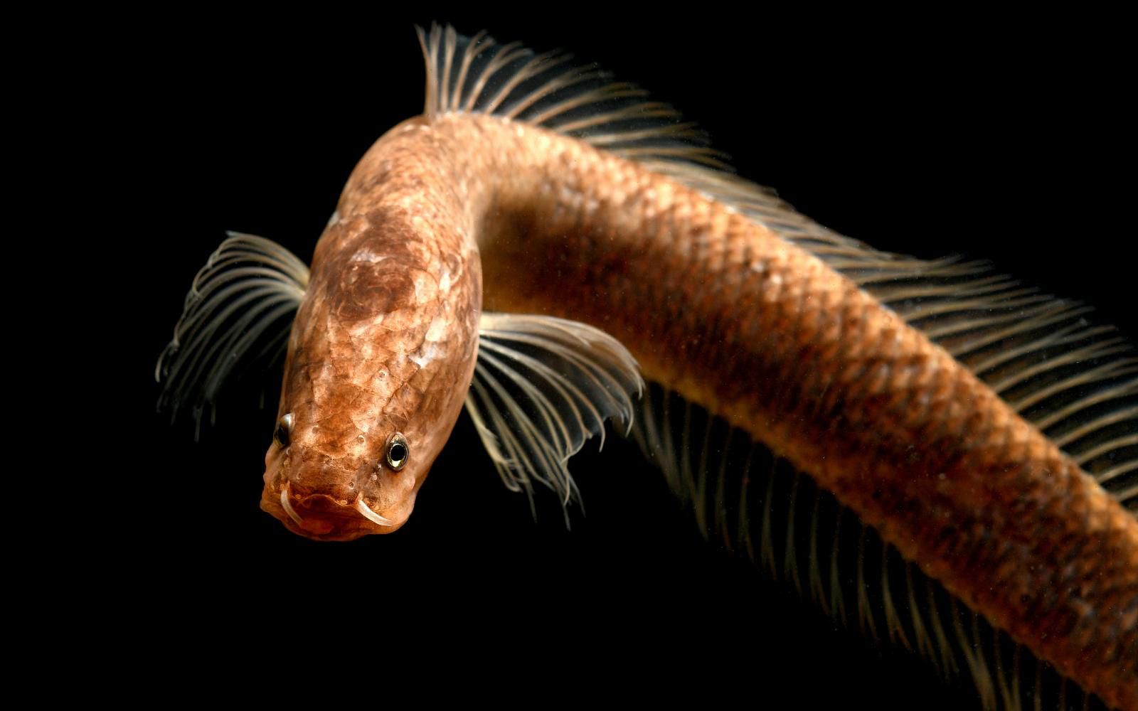 Dragon snakeheads strange new underground fish; discovered in India.