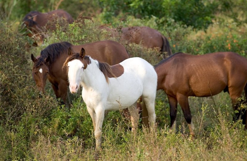 Abaco Barb Horse