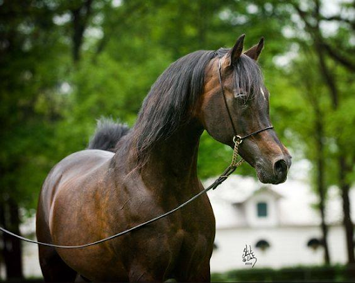 Abtenauer horse breed