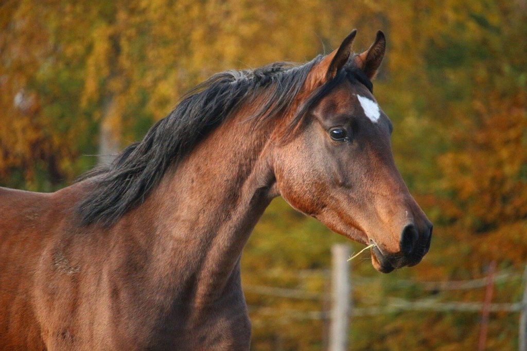 Aegidienberger Horse  Breed
