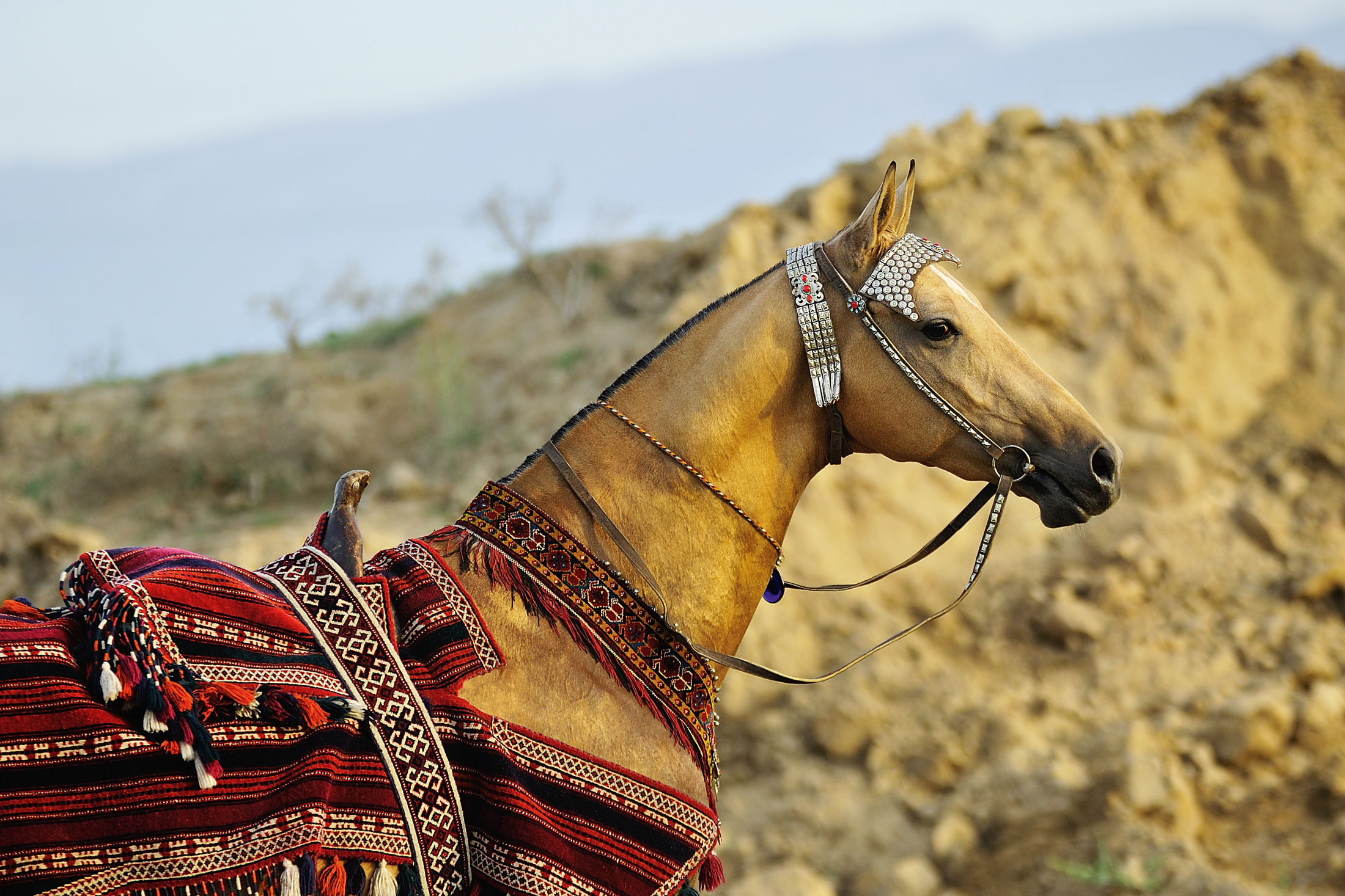 Akhal-Teke horse breed