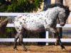 Altai horse