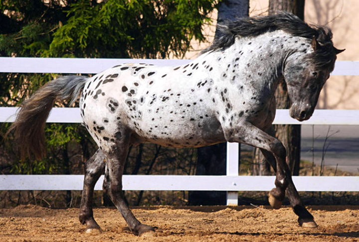 Altai horse