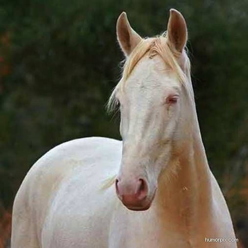 American Albino