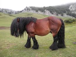 Basque mountain horse