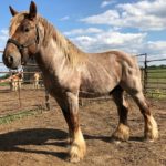 Brabant / Belgian horse