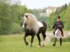 Black Forest Horse