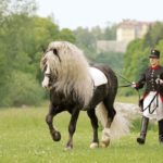 Black Forest Horse