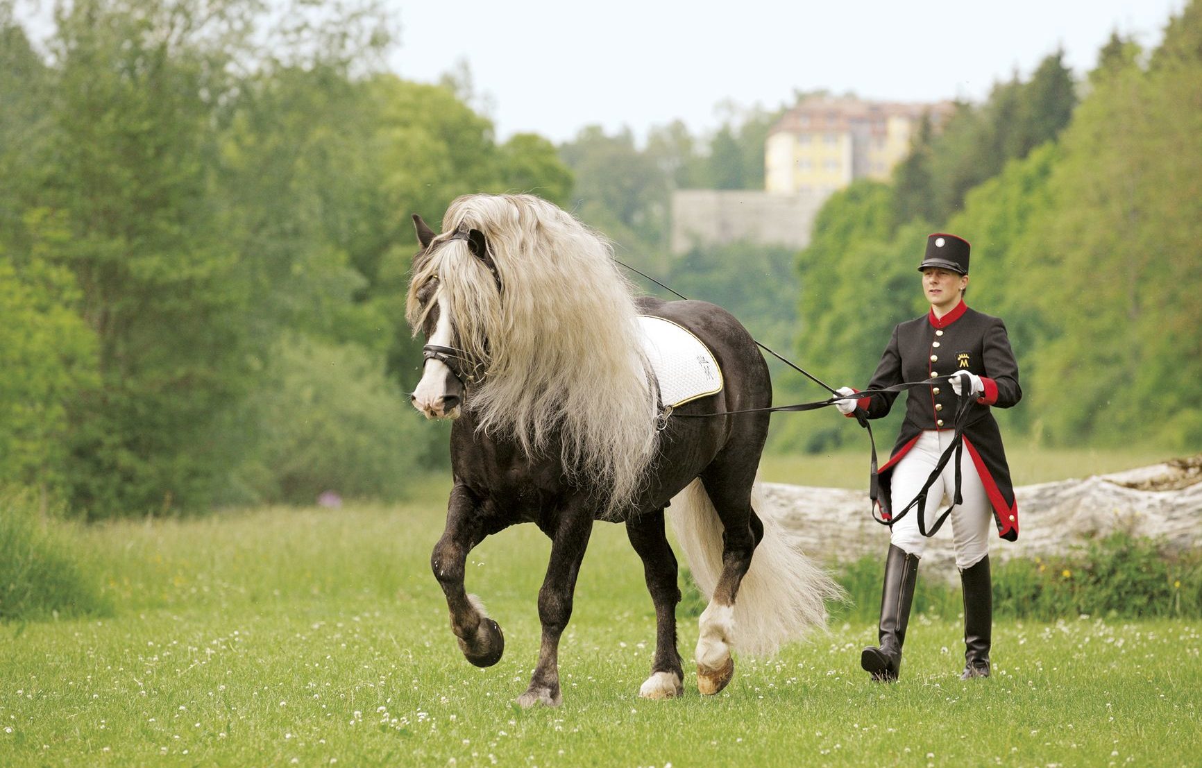 Black Forest Horse