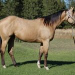 Blazer horse