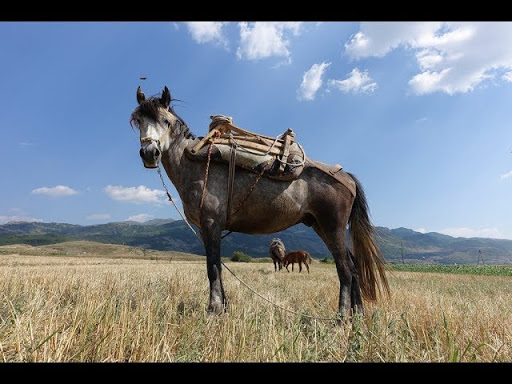 Albanian horse