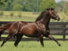 Brandenburger horse