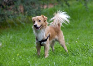 Alopekis Dog Breed